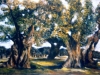 Uliveto salentino - olio su tela 70x100 - 1988
